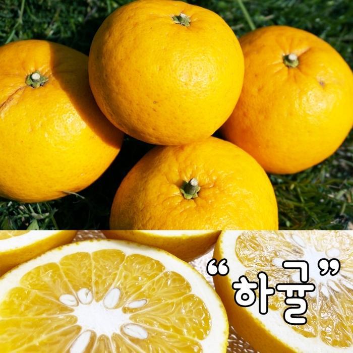 제주 서귀포 저농약  하귤 아마나스 10kg