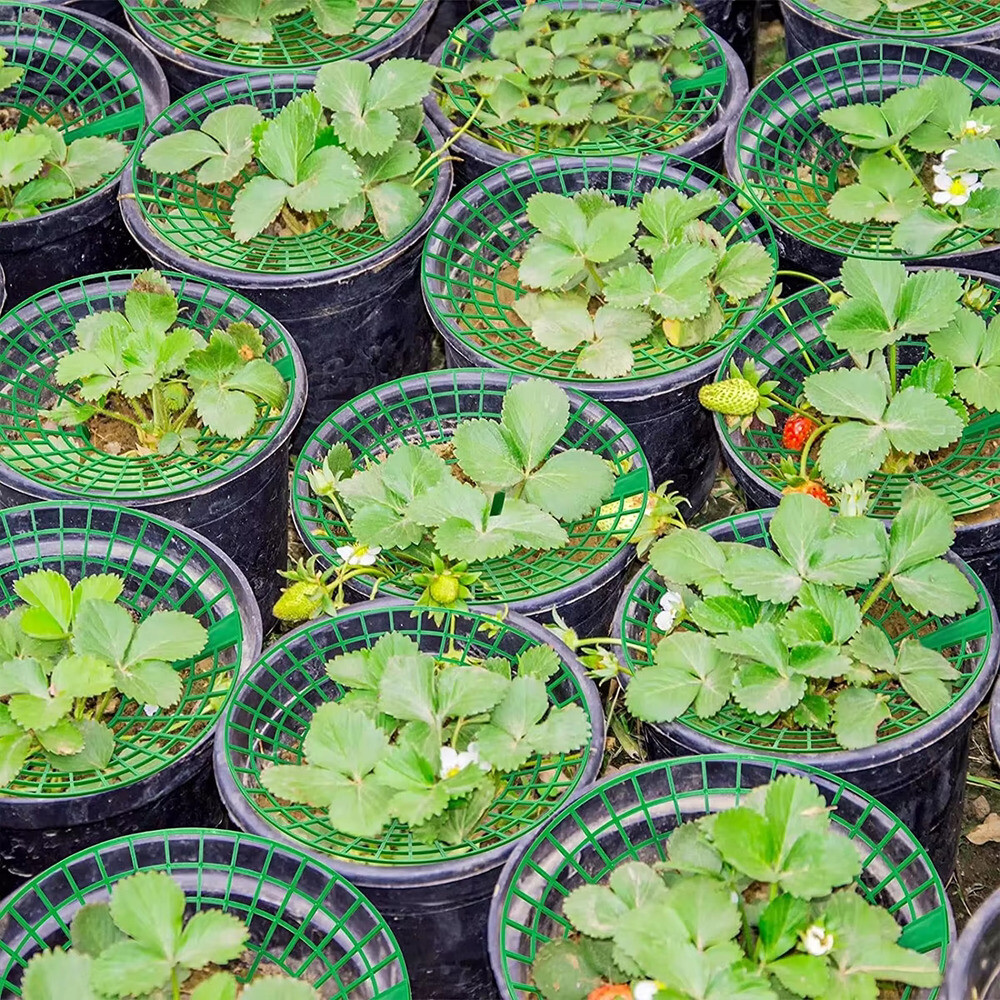 고추대 51020Pcs 식물은 3 개의 튼튼한 다리로 지원됩니다. 성장 랙 금형 부패 먼지보호기 프레임 홀더 케