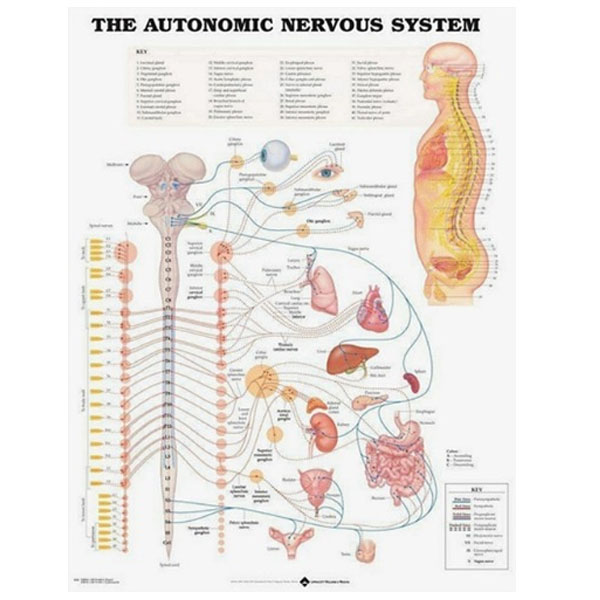 [오늘출발] 인체차트 3D해부도(벽걸이) 8026 자율신경계차트 Size54cmx74cm 인체해부도