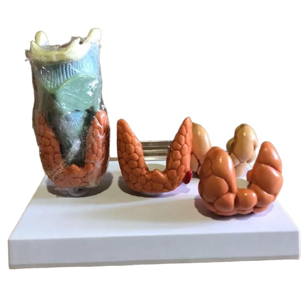 갑상선 모형 해부학 결절 갑상선염 의항 실험실 교구 의료 병원교육