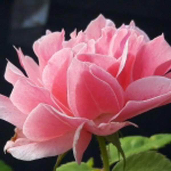 정원수 묘목/장미 덩굴장미(로얄 바카라) rose037