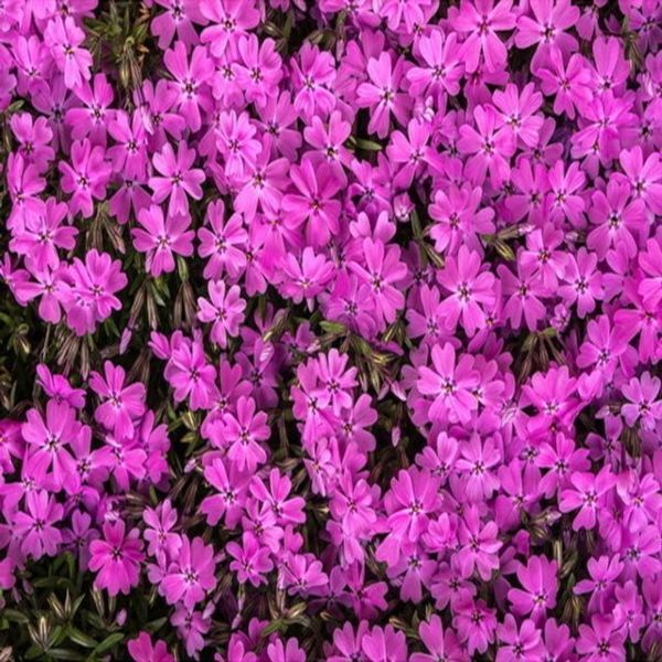 꽃잔디 홍설 30개 포트 1판 조경수 준공수 야생화 잔디