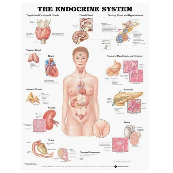 [오늘출발] 인체차트 3D해부도(벽걸이) 9720M 내분비계 차트 Size 47cmx65cm 인체해부도