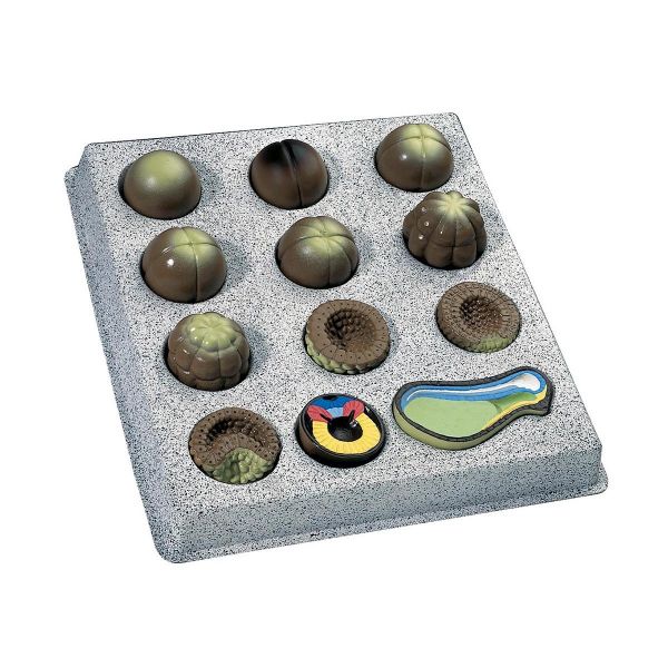 [오늘출발] 3B Scientific 배아 발달 잔디 개구리 Rana temporaria 12개