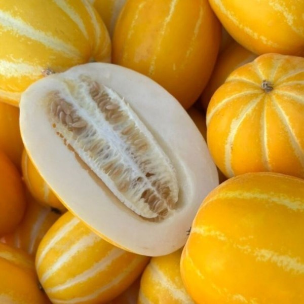 초고당도 가정용 산지 직송 성주참외 16Brix 5kg이 왔어요~~ 2개구매시 할인해택