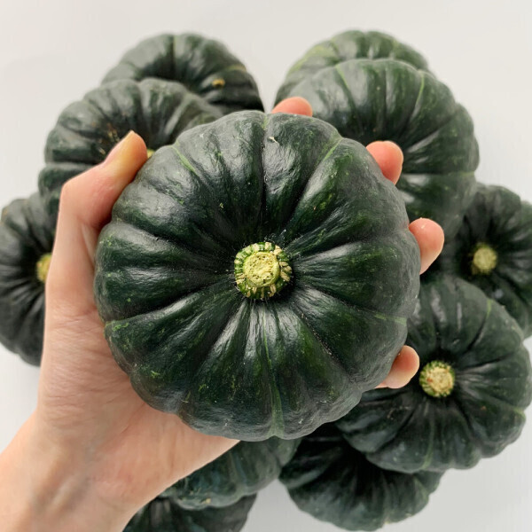 제주 미니단호박 밤호박 단호박 미니밤호박  보우짱 10kg (실중량 9kg) 못난이