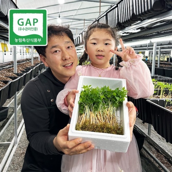 [오늘출발] 영광 다은 새싹삼 미니 50뿌리 새싹 인삼 깨끗한 업소용 선물용 당일수확 평일2시이전주문당일배송 무료배송