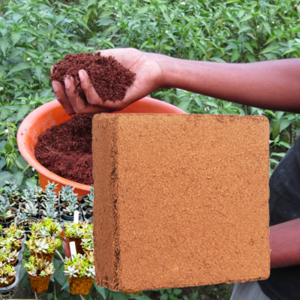 [오늘출발] 코코피트 블럭 50리터 압축 코코넛 코코피드 브릭 블릭 블럭 블록 달팽이 흙 영양토