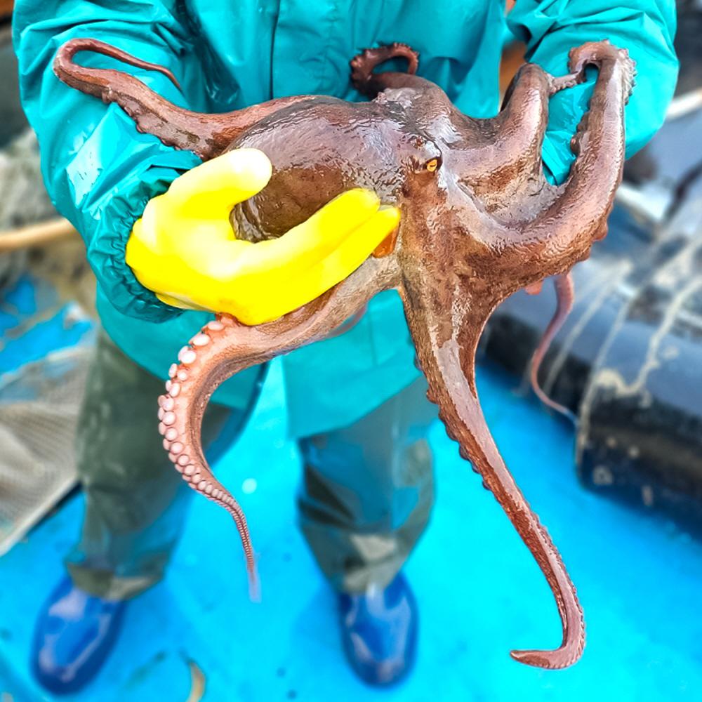 통영 돌문어 활문어 제수용 2kg 1미 국내산 문어 생물
