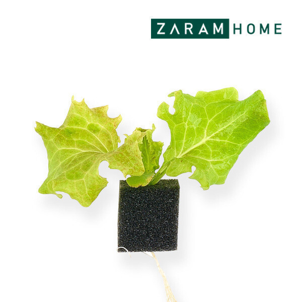 [오늘출발] 스마트팜 수경재배 모종 롤로로사 6개입 / 계약재배 3주소요