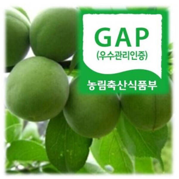 하동참다래매실농원 청매실 10kg 사이즈 :( 상) 4번과