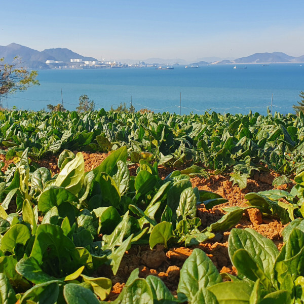 (신선집중) 시금치 해풍 맞고 자란 남해안 시금치 1kg