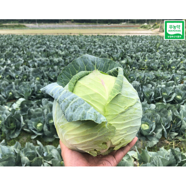 [오늘출발] 친환경 무농약 양배추 2kg 3kg 5kg (다온팜) 육지 제주도 양배추즙 위에 좋은 음식