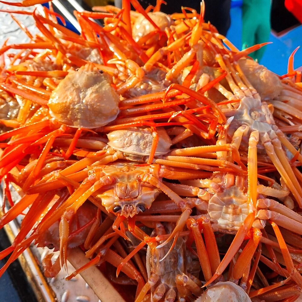 일품대게실속형 구룡포 연지 홍게 3kg (9-12마리)