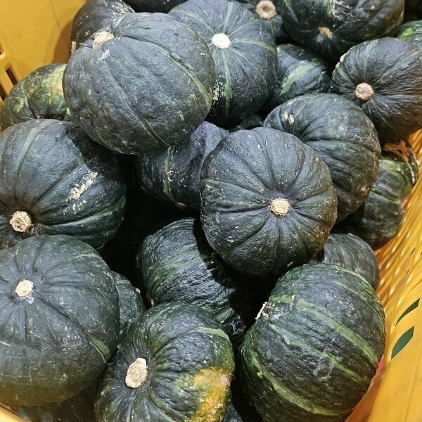 [오늘출발] 가정용 제주 보우짱 단호박 밤호박 8kg