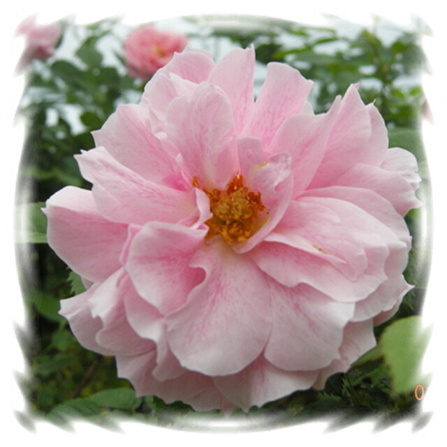 덩굴장미 로얄바카라(다화성일회성) 1개 KS