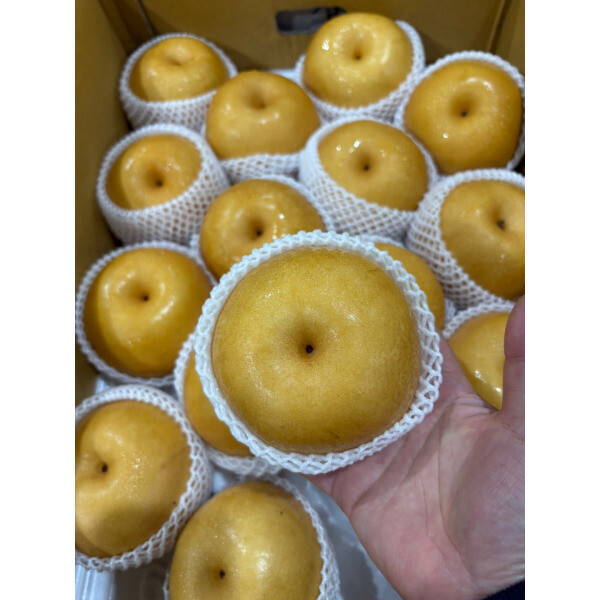 나주배 15kg(35-40과)중소과/ 마른 흠집