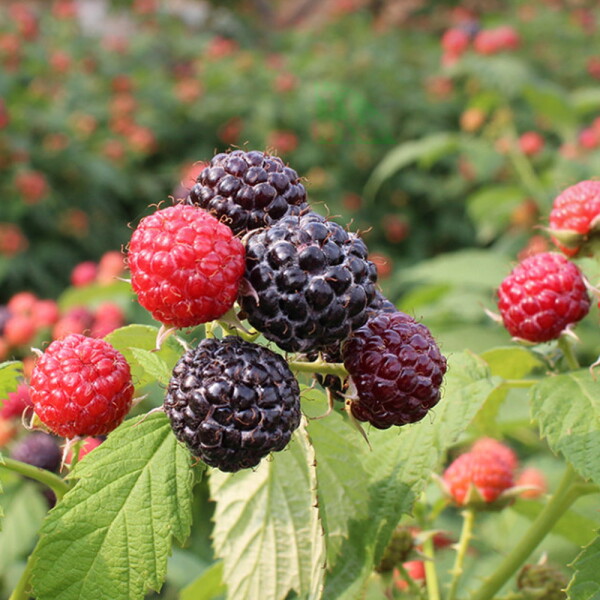 오투팜  25년 해리농협 고창 햇 토종 복분자 냉동생과 5kg