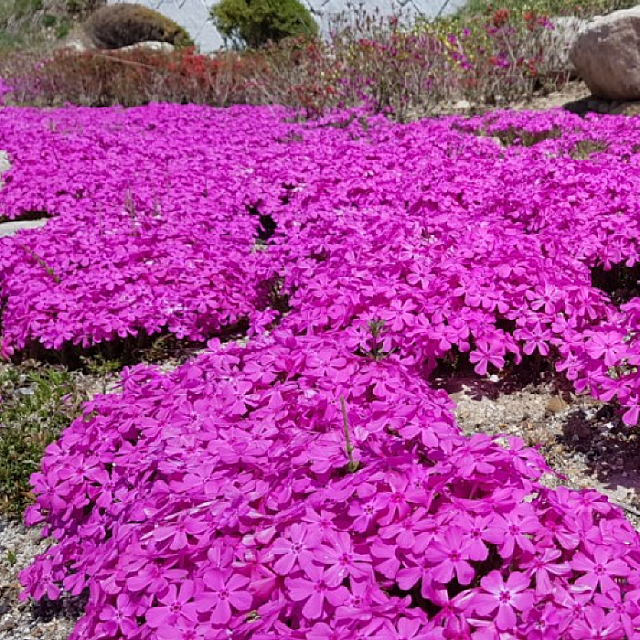꽃잔디 홍설 모종 8cm포트 7개 노지월동다년초 가을식재 정원기본 지피식물 번식용 꽃삼매