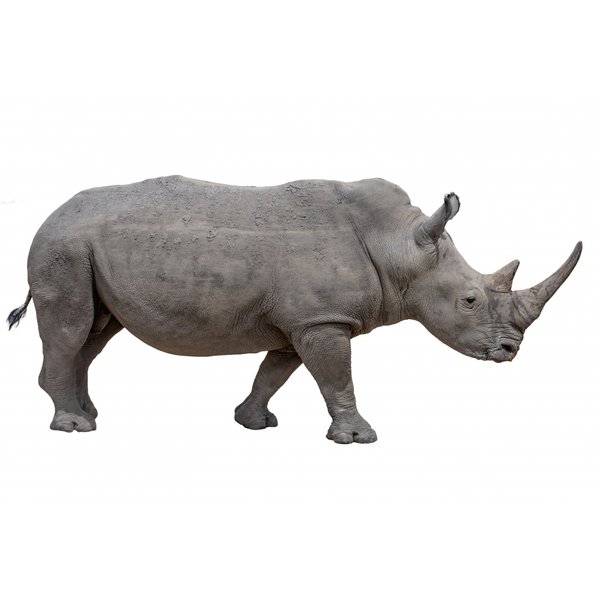 퍼플에듀 멸종위기동물 수업 패키지_02. 검은코뿔소 (기후환경_영어 버전) 1161859