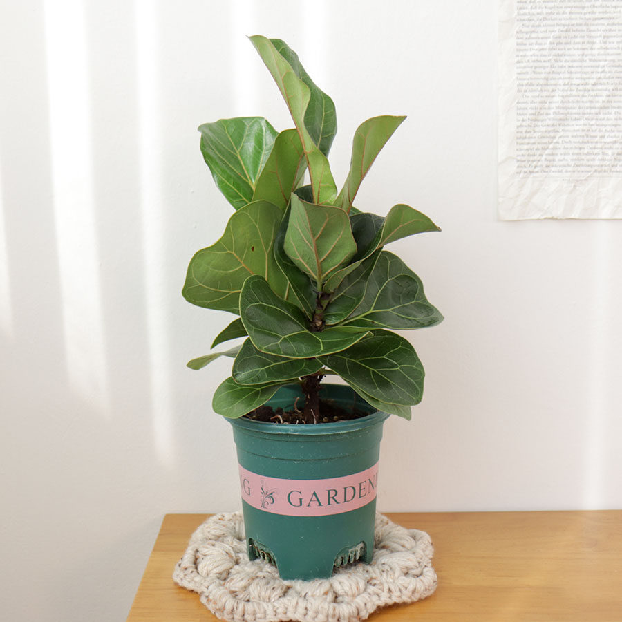 [오늘출발] 갑조네 떡갈나무 중품 거실화분 떡갈고무나무 집들이선물 공기정화