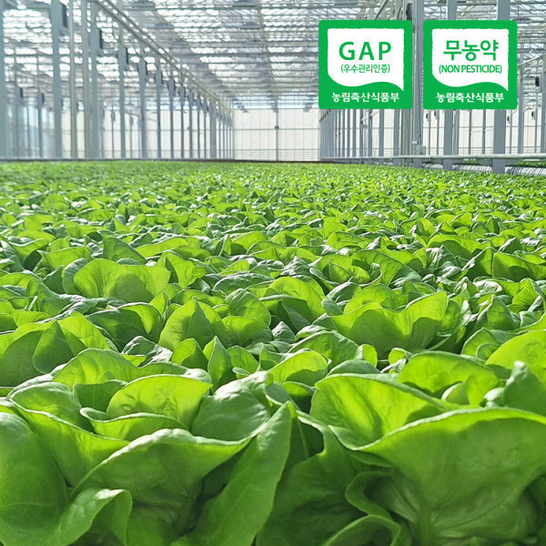 (신선집중) 유러피안 샐러드 야채 쌈채소 (무농약/GAP인증)1kg내외(3-6종랜덤)