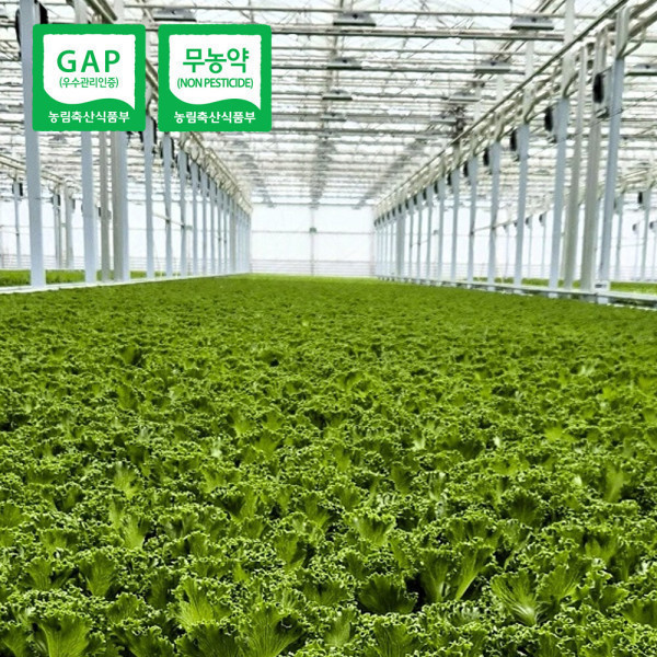 프리미엄 유러피안 샐러드 채소  1kg내외(3-6종랜덤)