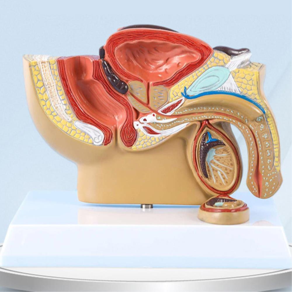 비뇨기과 학교 성교육 진료용 남자 고환 해부 단면 생식기모형 인체 해부학 중등