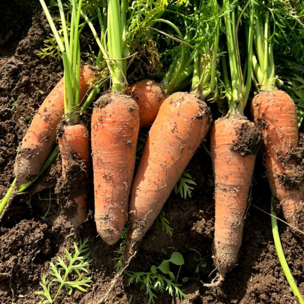 [오늘출발] (품질보증) 아삭달큰 국내산 제주 구좌 햇 흙당근 중 3kg 오늘발송 100%환불보장