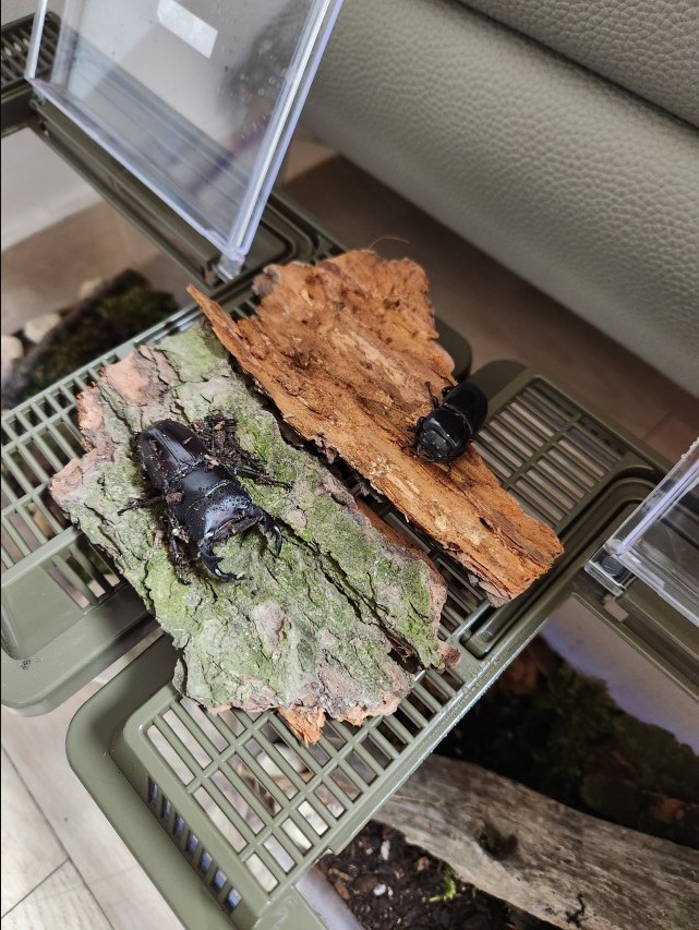 건강한 왕사슴벌레 / 성충 수컷 소형 단품(0-49mm) 2개