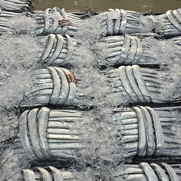 [오늘출발] 국산 생물 먹갈치 3kg 내외(약 13미)