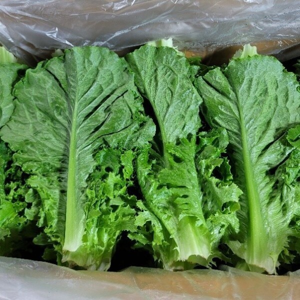 [오늘출발] 로메인 로메인상추 2kg 박스 발품장터