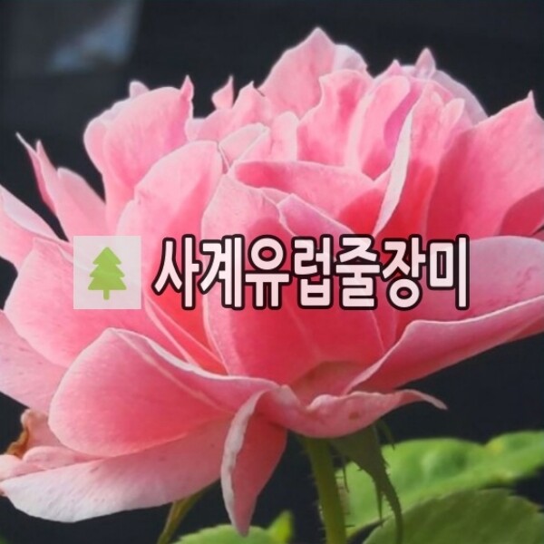 사계유럽 줄장미나무 묘목 로얄바카라 개화주