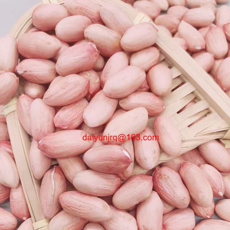 햇 생땅콩 생알 땅콩 큰알 땅콩 품질보증 5KG 무료배송