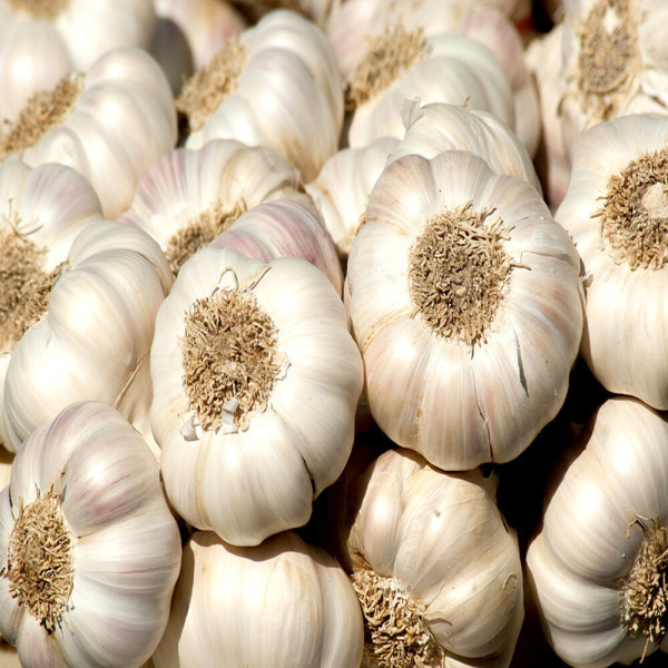남해군 농협조공 햇 마늘 500g 보통급 국산 남도마늘 통마늘 제철 채소 저장용 김장 요리 장아찌  무료배송