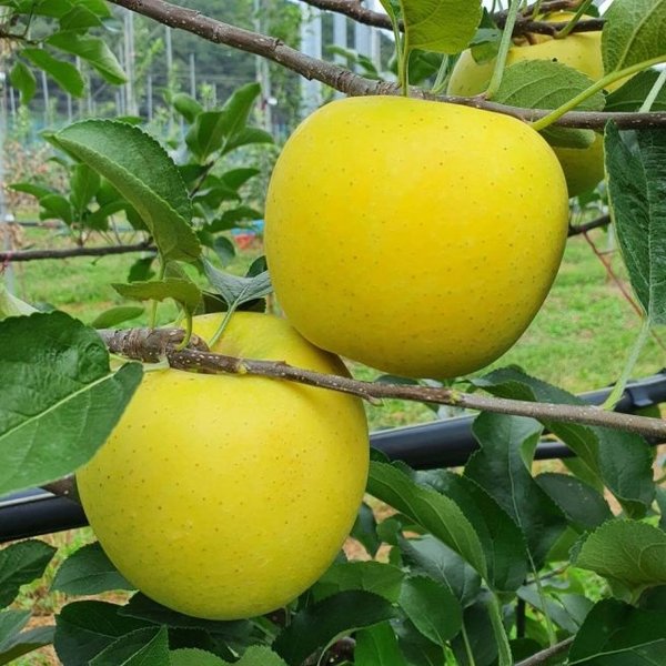 (st푸른농원)껍질째 먹는 주왕산 청송 황금 사과 시나노골드 10kg 26-30과