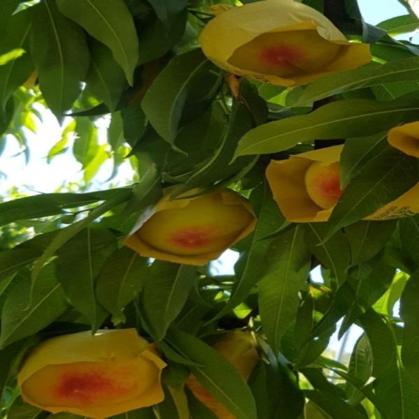 복숭아나무 결실주 황도복숭아 조생황도 원황도 중생황도 장호원황도