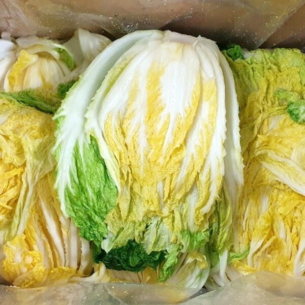 강원도 고랭지 절임배추 20kg(4~9포기내외)