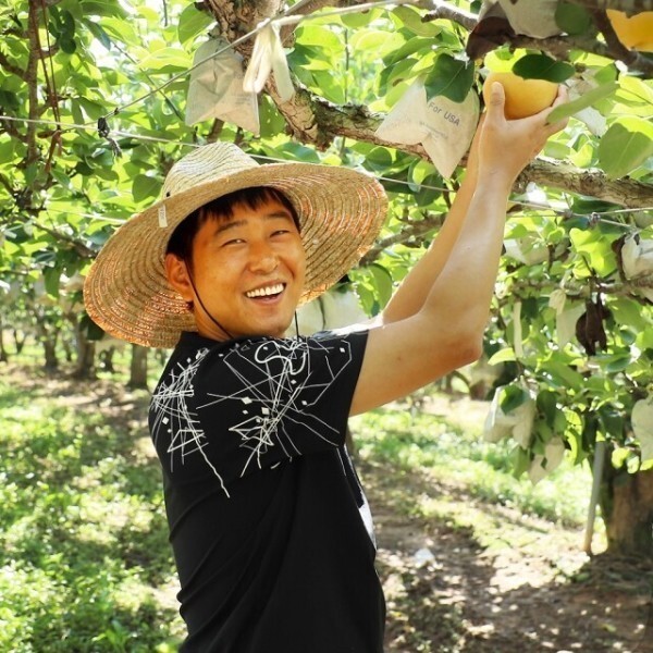 햇 나주배 산지직송 초특가 (가정용)나주배 15kg 대과 20-25과