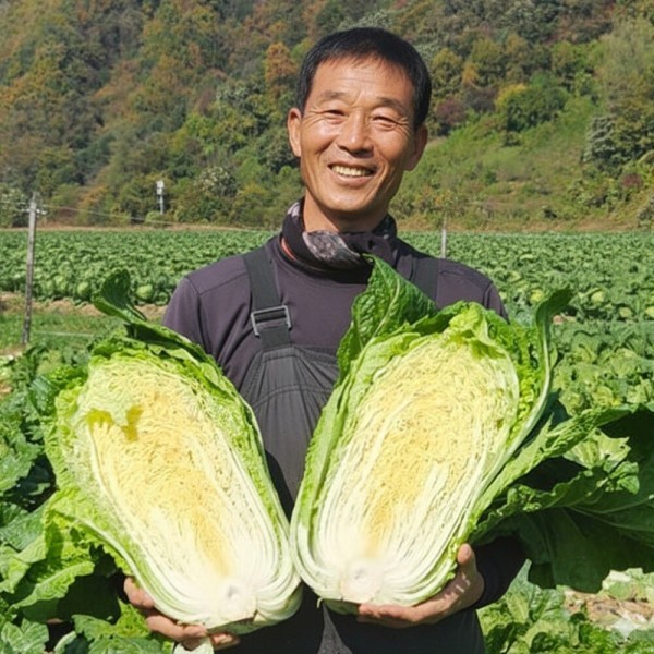 최상품 국내산 해남 강원도 고랭지 절임배추 절인배추 20kg 배송희망일 지정가능