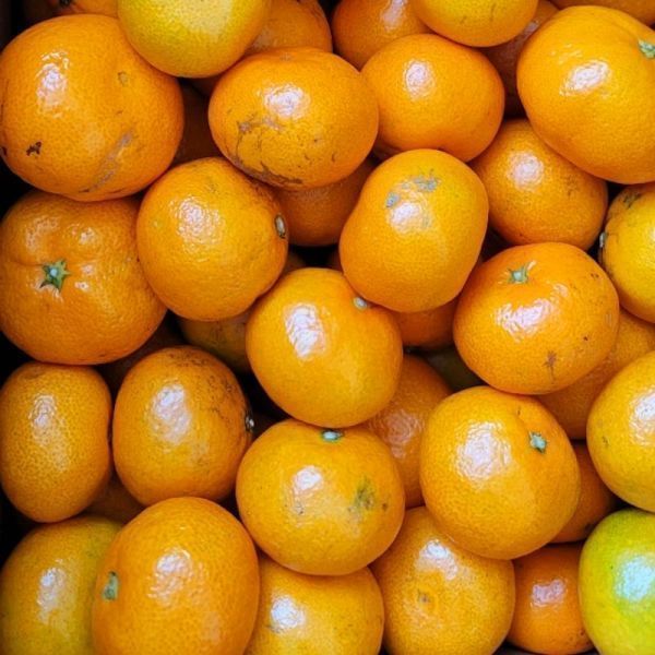 제주 감귤 노지 귤 10kg M~L 중과 첫수확 산지직송