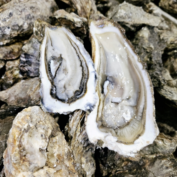 [오늘출발] 국내산 석화 세척 각굴 5kg