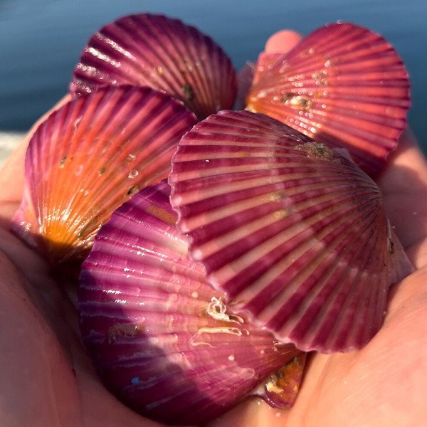 탱글탱글 살오른 제철 통영 홍가리비 3kg