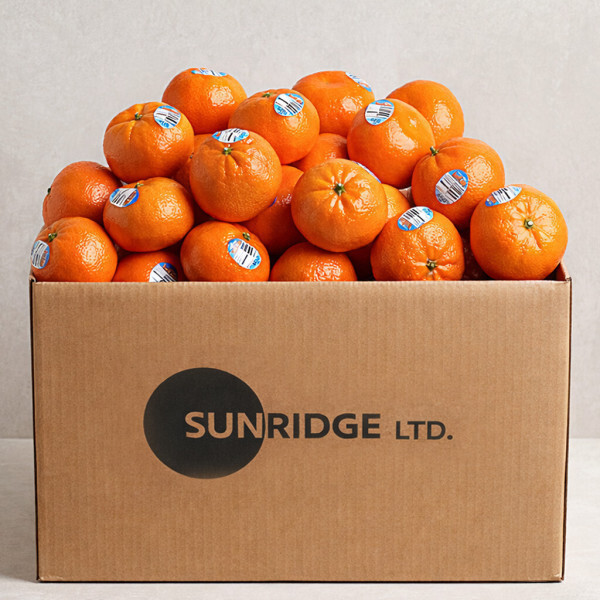 (신선집중) 미국 캘리포니아산 만다린 2kg 대용량 최신통관 고당도 탱고품종 (20과~31과)