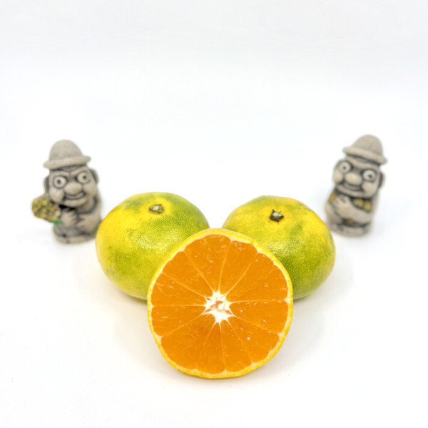 해들애 귤 조생귤 타이벡감귤 비가림감귤 3/5/10KG (5KG 소과(2S-S) 기준)