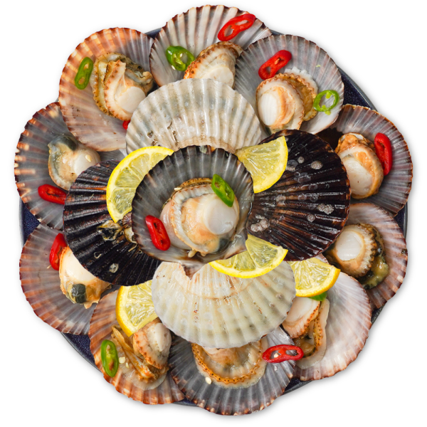 (신선집중) 통영산 통통 흑백가리비 2kg 40미 내외/꽃게살맛의 역대급 가리비/2개 이상 구매시 초장증정