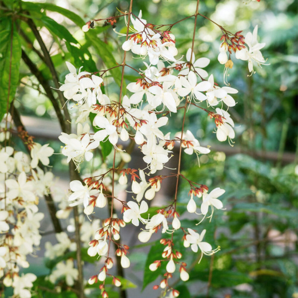 [오늘출발] 갑조네 나비시다래 대품 나비자스민 수양자스민 행잉자스민 나무덴드롱 자스민화분 목덴드롱