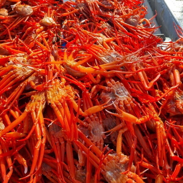 [오늘출발] 구룡포 후포리 제철 박달홍게 4kg 자숙 찜 붉은대게 8-10미 내외