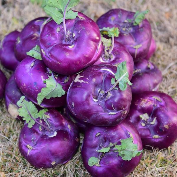 아삭 달콤한 프리미엄 제주콜라비 햇콜라비 햇 콜라비 10kg 못난이 피클용 5KG발송 10KG품절