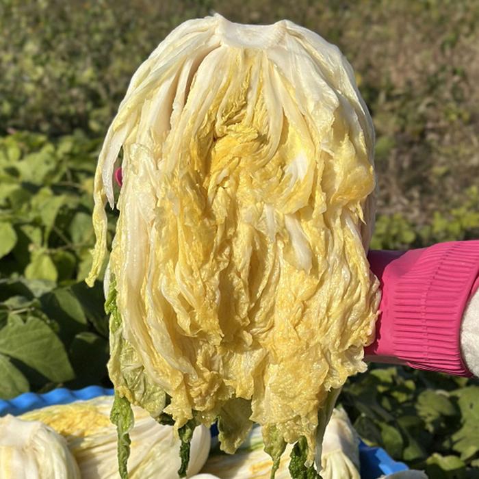 당일에출고 강원도 고랭지 절임 배추 20kg 7-13포기 강원도 고냉지 절임배추 김장 절인배추 고냉지배추